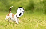 angry dog glasses hair irl_background open_mouth soyjak variant:chudjak // 1000x625 // 97.5KB