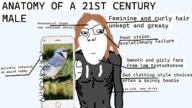 21st_century anatomy animal autism bird blond brown_hair closed_mouth clothes estrogen faggot femboy feminism gay glasses hair holding_object holding_phone hoodie iphone long_hair male nipple phone skinny smile soyjak variant:gapejak // 1280x720 // 390.0KB