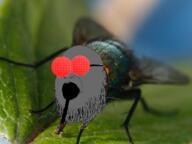 animal beard bug fly glasses grey irl_background open_mouth skin soyjak variant:fatjak // 893x670 // 621.8KB