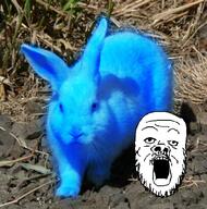 animal blue irl_background open_mouth rabbit soyjak stubble variant:a24_slowburn_soyjak // 400x405 // 282.3KB