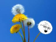 dandelion flower glasses open_mouth plant soyjak variant:soyak // 600x449 // 243.6KB