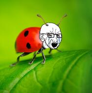 animal bloodshot_eyes bug crying ear glasses green_background irl_background ladybug open_mouth outdoors outside soyjak stubble variant:soyak // 704x720 // 466.1KB