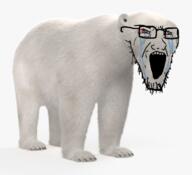 animal bear bloodshot_eyes crying ear glasses irl open_mouth polar_bear soyjak stretched_mouth stubble variant:soyak // 773x706 // 399.3KB