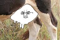 angry chudder closed_mouth cow glasses irl irl_background pun udder variant:chudjak // 1800x1200 // 2.8MB