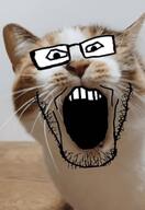 animal cat cat_ear glasses irl irl_background open_mouth soyjak stubble variant:markiplier_soyjak // 396x577 // 63.1KB